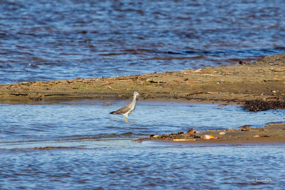 Greater Yellowlegs - ML625003790