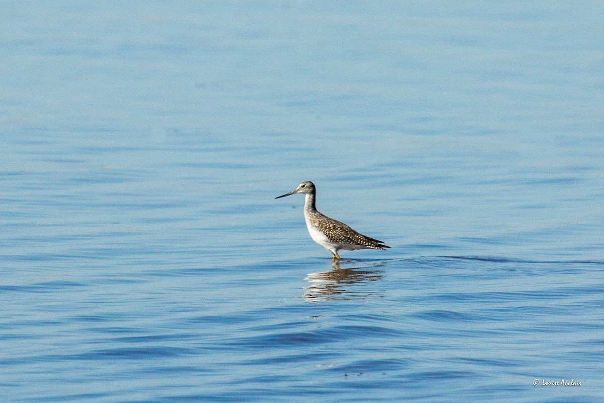 Greater Yellowlegs - ML625003889