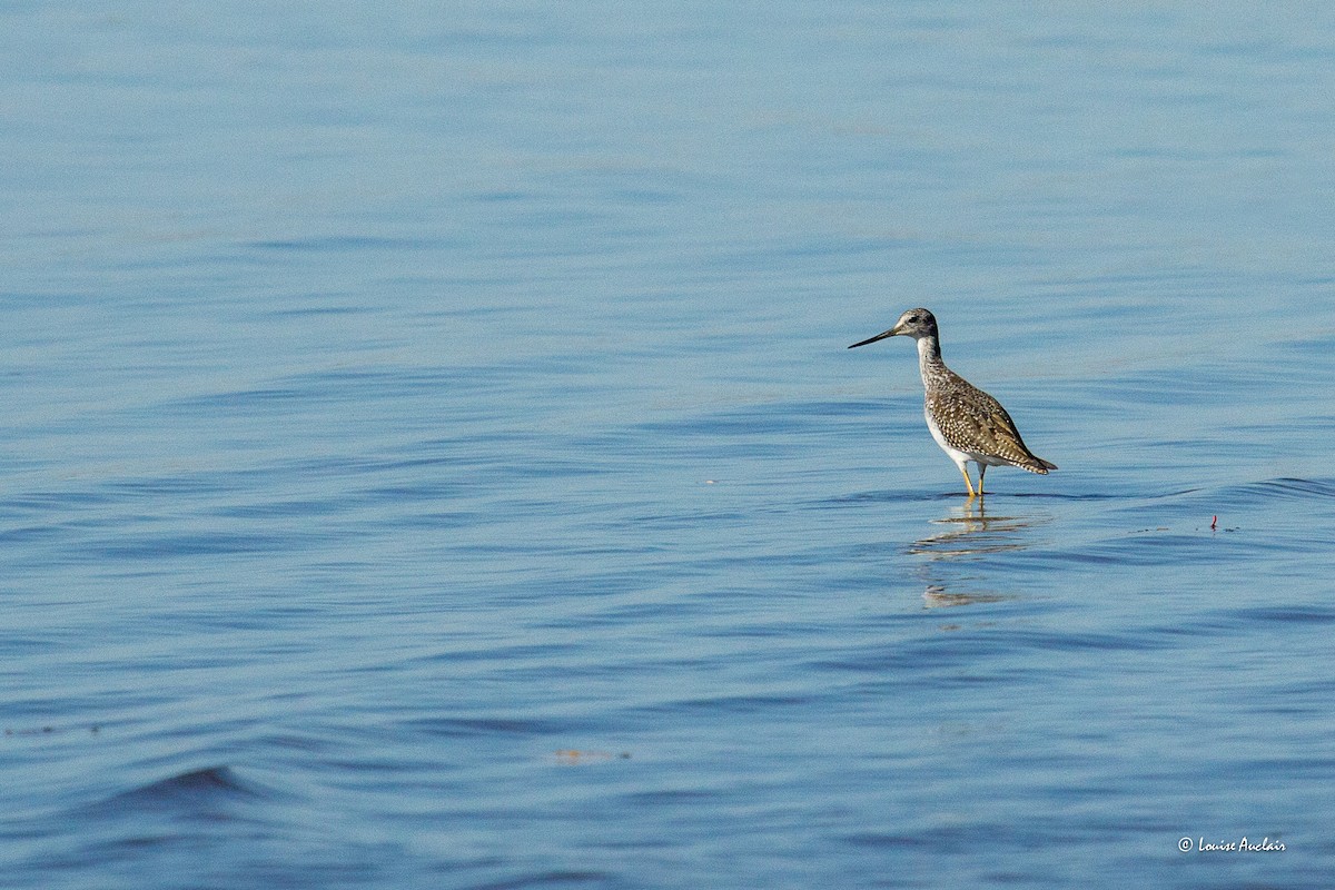 Greater Yellowlegs - ML625003890