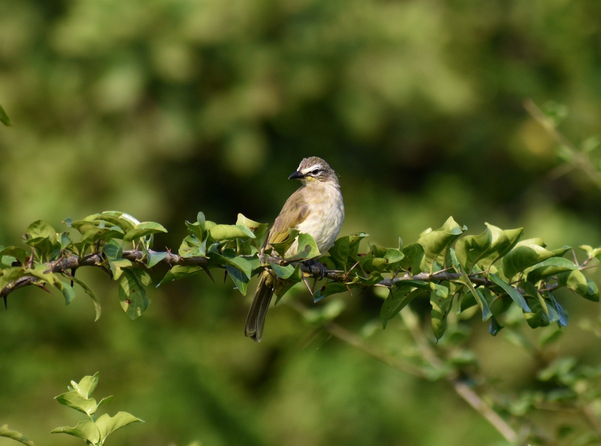 White-browed Bulbul - ML625003917