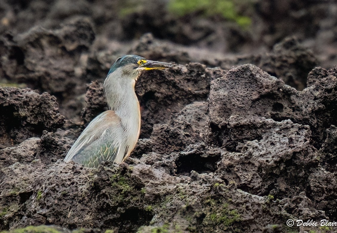 Striated Heron - ML625003925