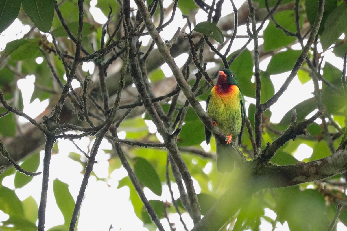 Scarlet-breasted Fruiteater - ML625003972