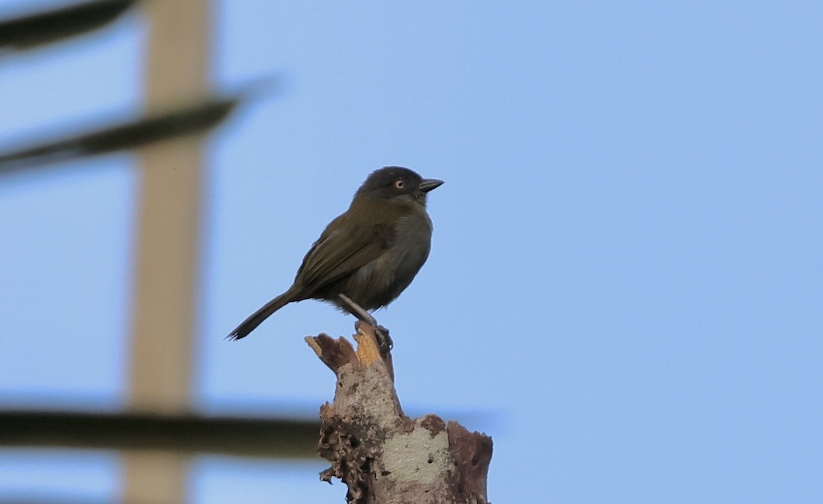 Dusky Chlorospingus - ML625004041