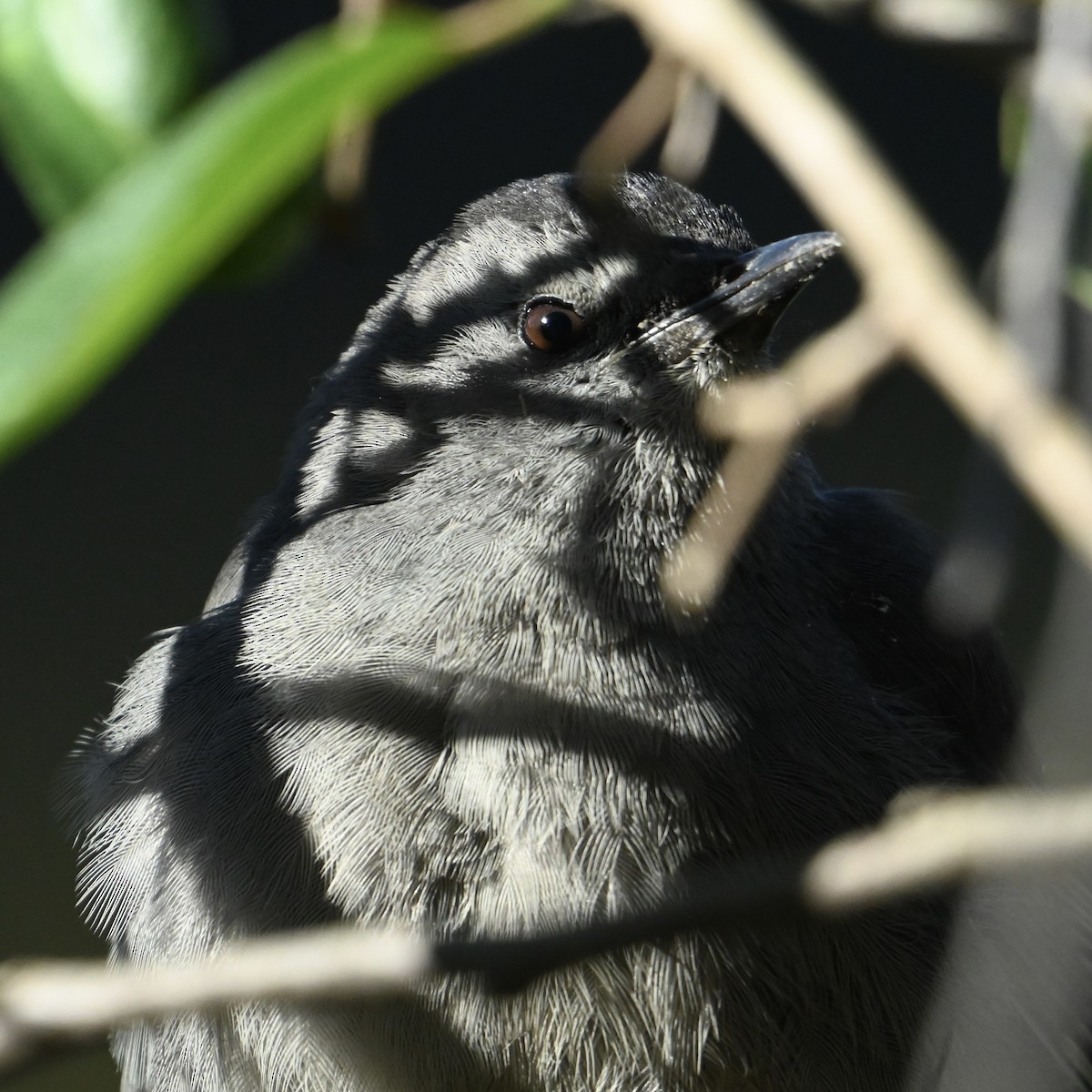 Gray Catbird - ML625004267