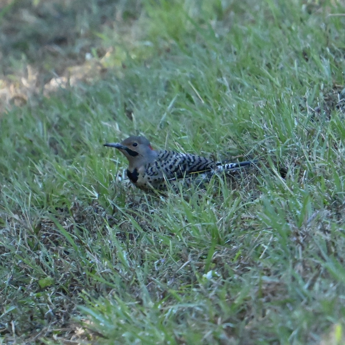 Northern Flicker - ML625004282