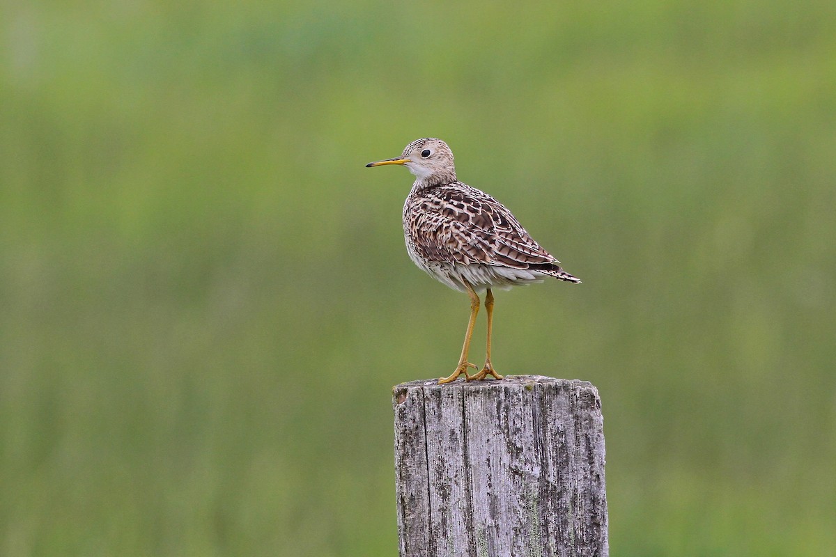 Upland Sandpiper - ML625004285