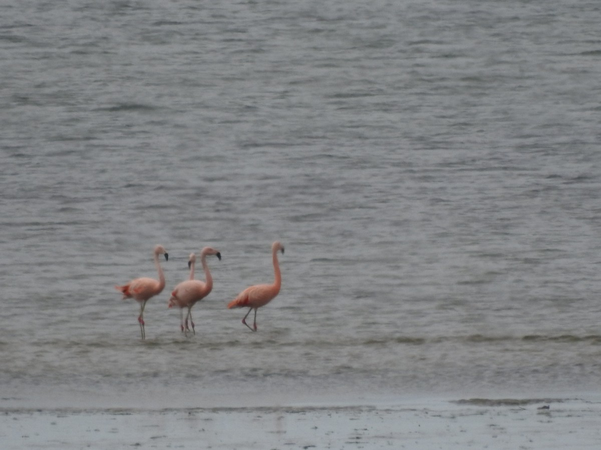 Chileflamingo - ML625004288