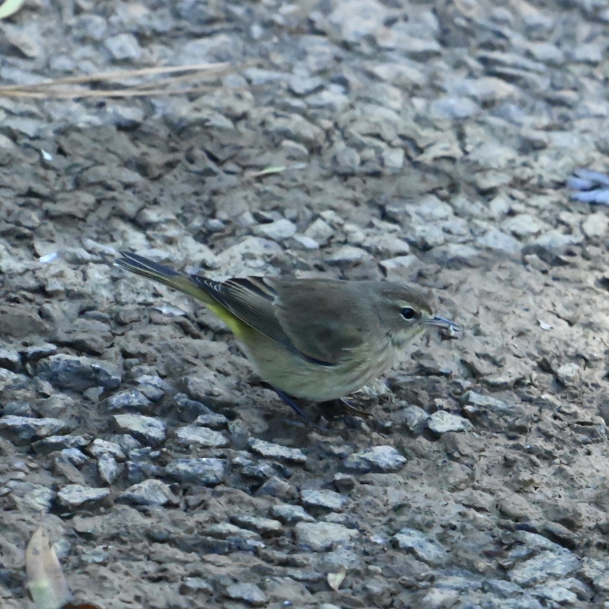 Palm Warbler - ML625004332