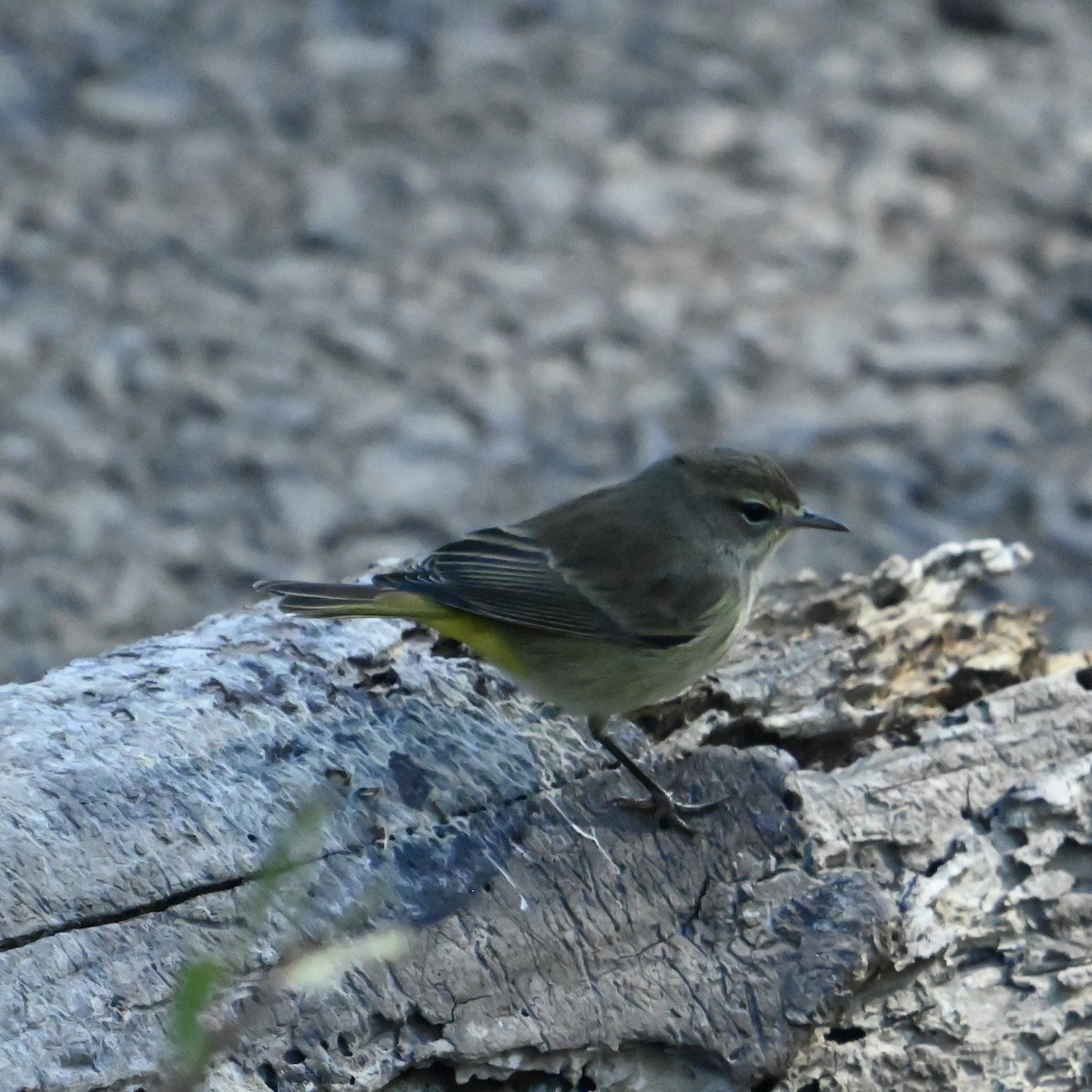 Palm Warbler - ML625004347