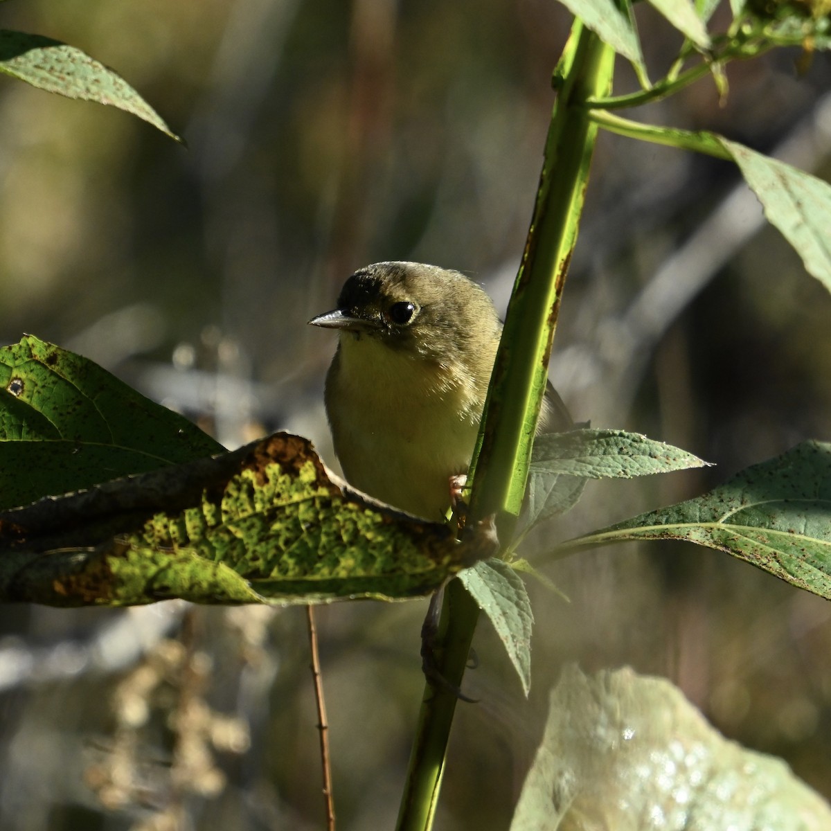 Common Yellowthroat - ML625004363