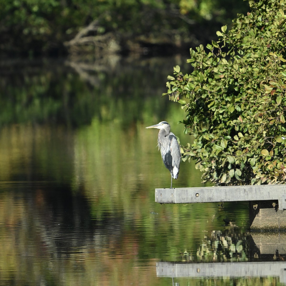 Great Blue Heron - ML625004392