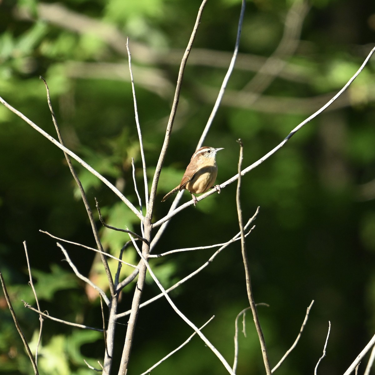 Carolina Wren - ML625004403