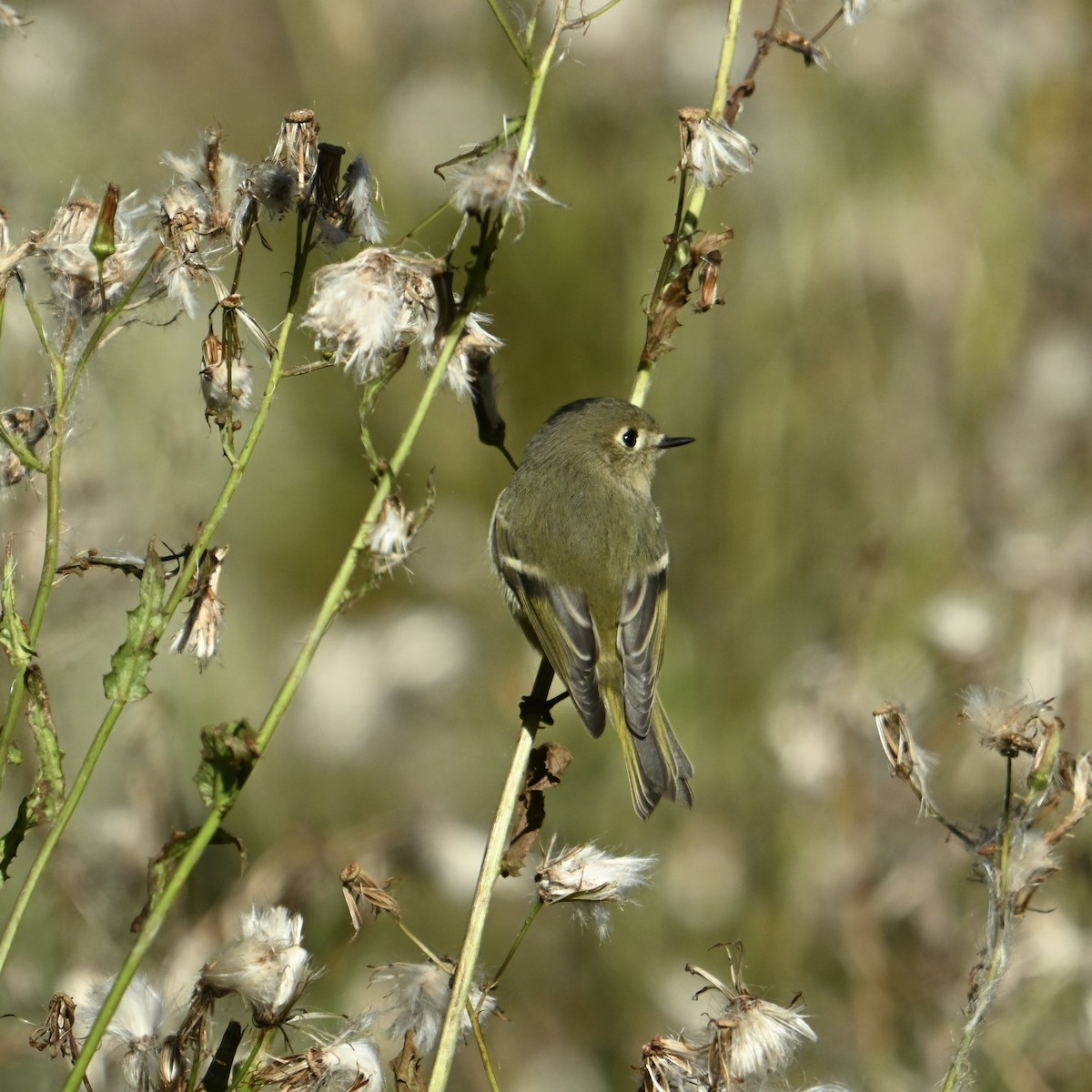 Ruby-crowned Kinglet - ML625004423