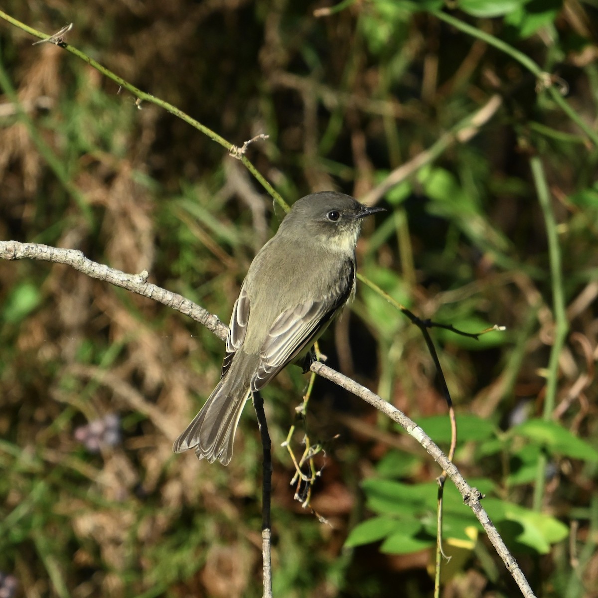 Eastern Phoebe - ML625004451