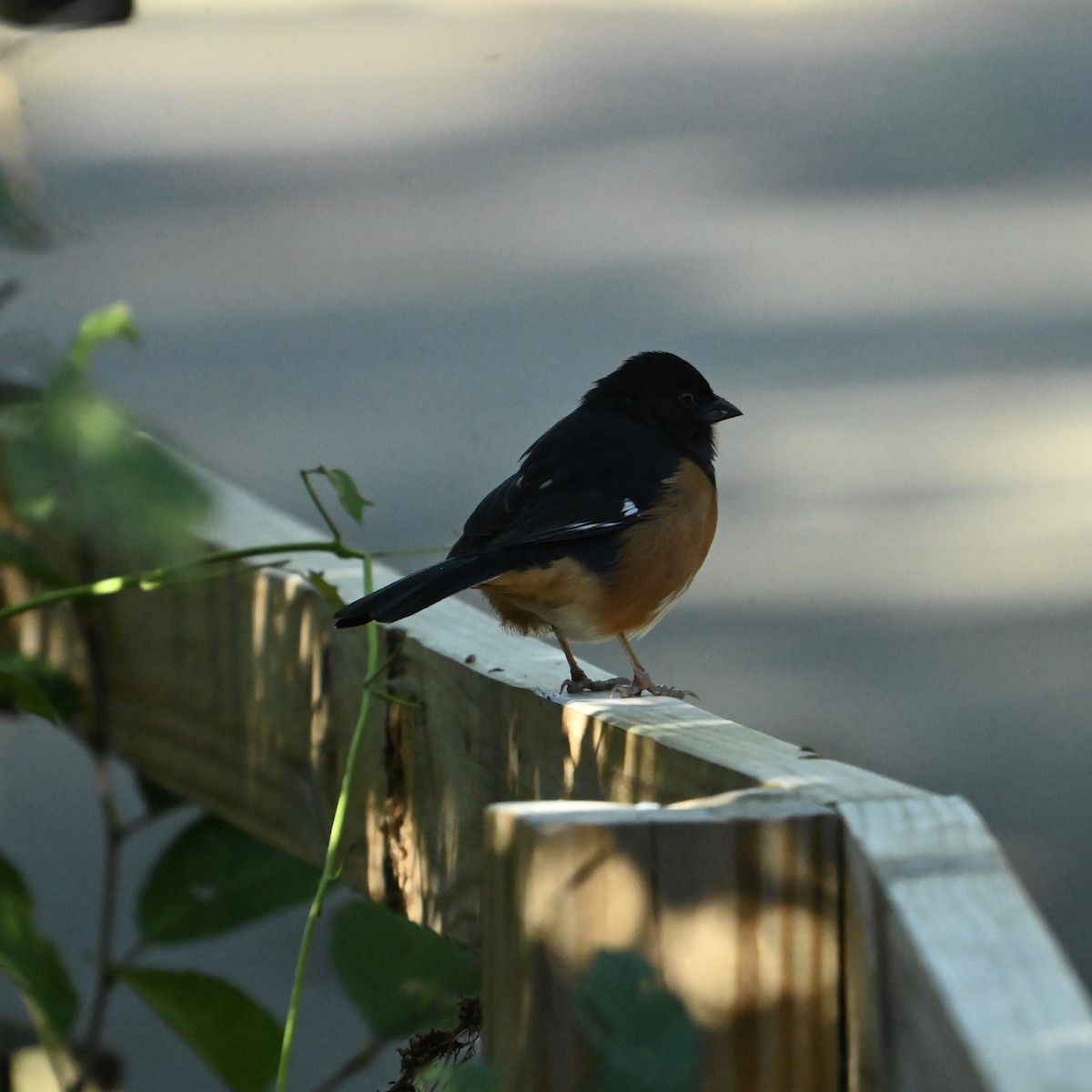 Eastern Towhee - ML625004462