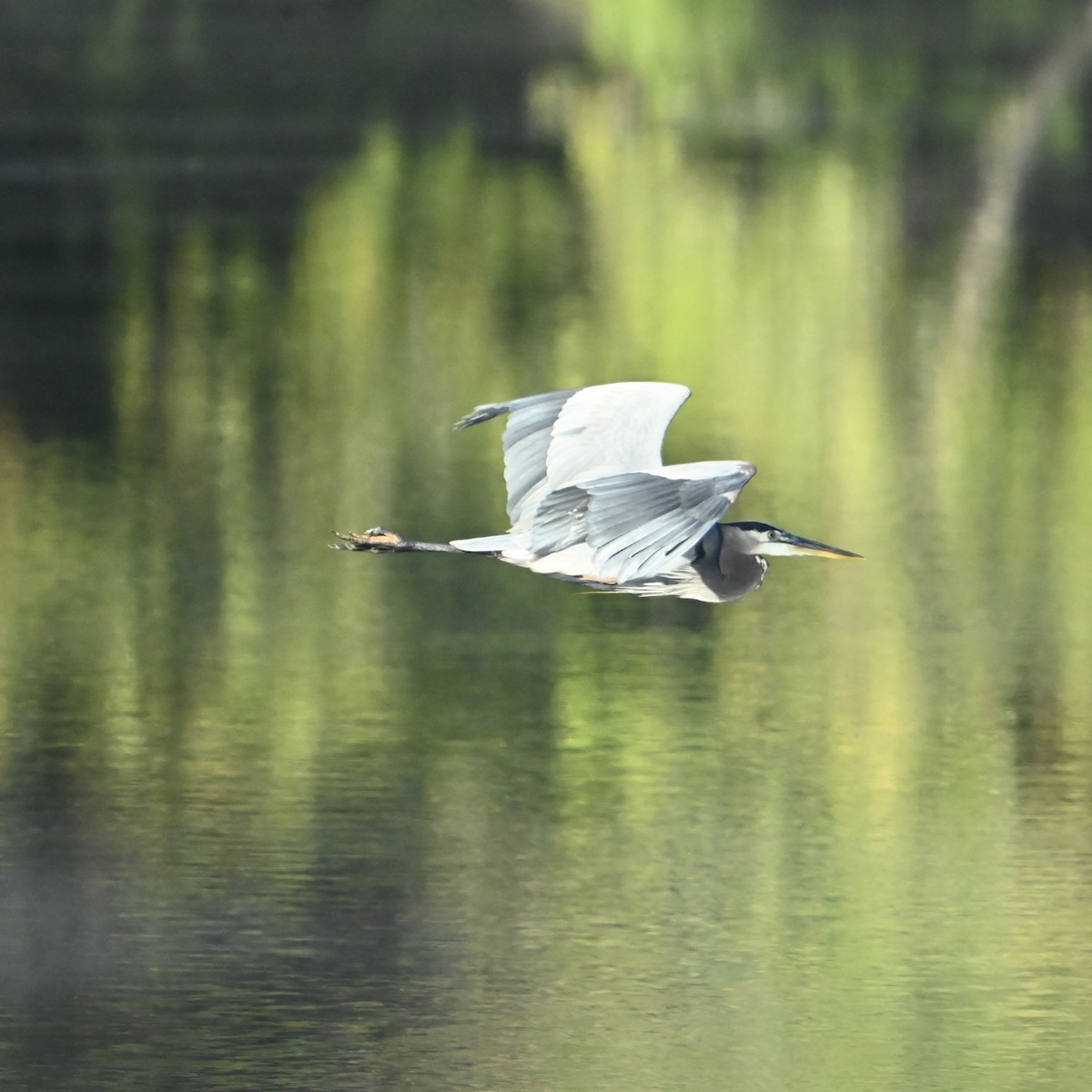 Great Blue Heron - ML625004487