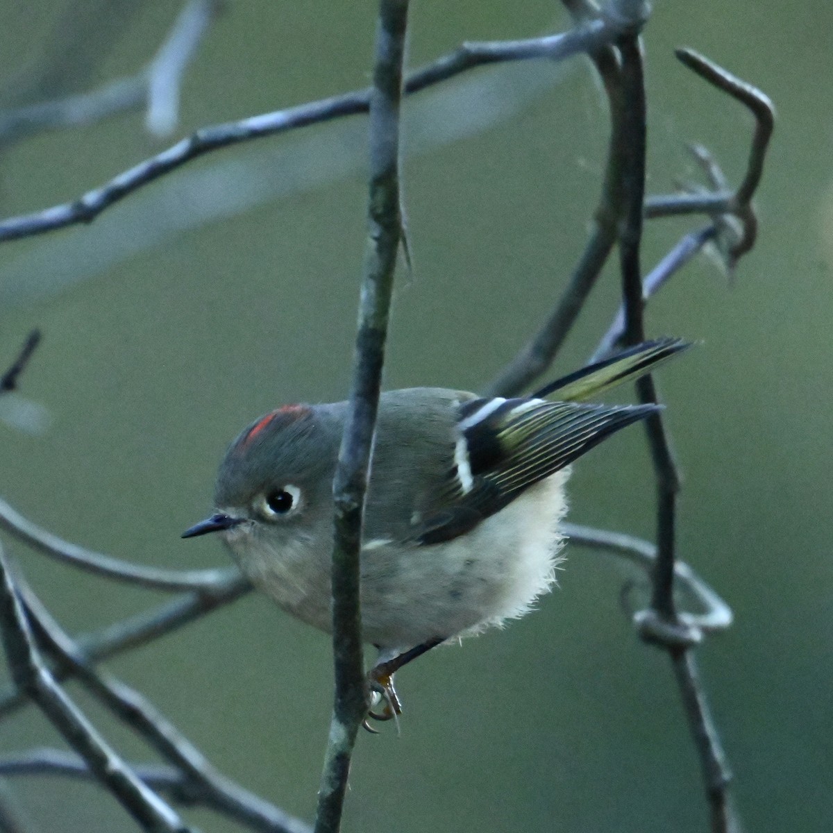 Ruby-crowned Kinglet - ML625004510