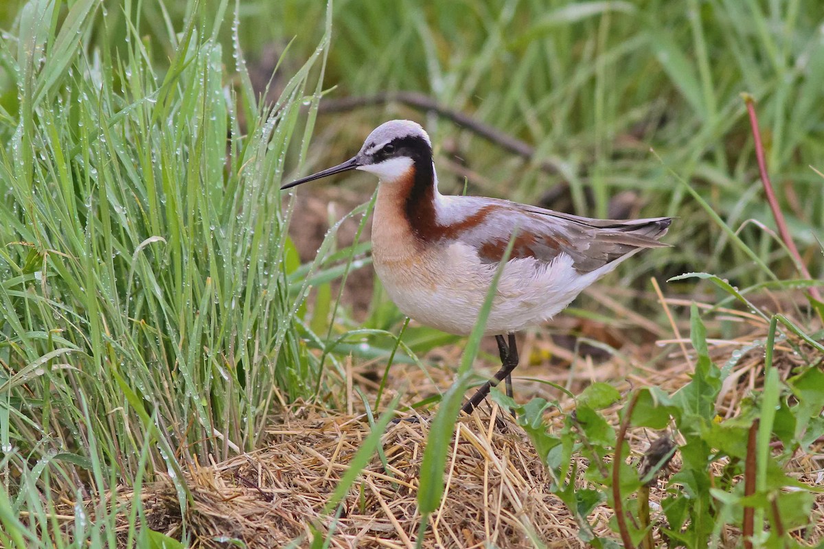 Wilson's Phalarope - ML625004525