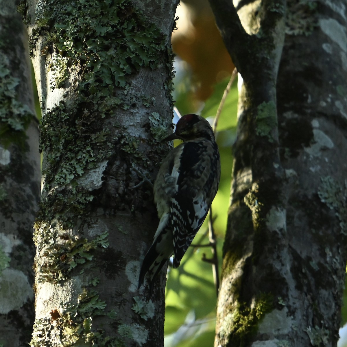 Yellow-bellied Sapsucker - ML625004529