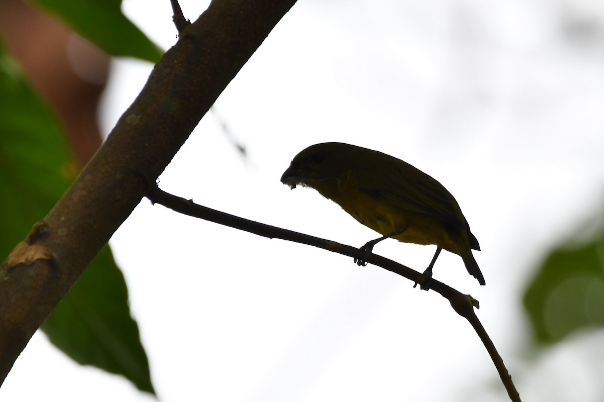 Purple-throated Euphonia - Isaac Smith