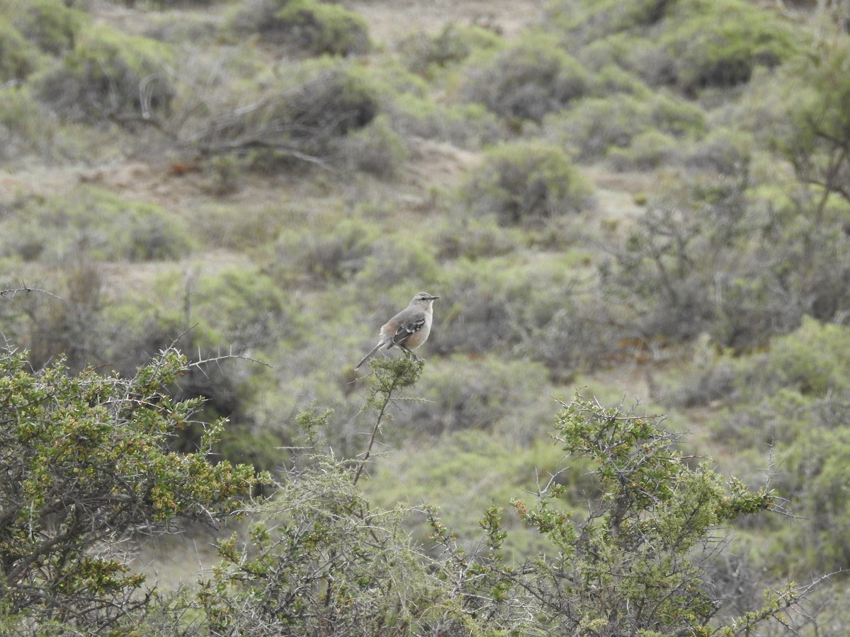 Patagonienspottdrossel - ML625004561