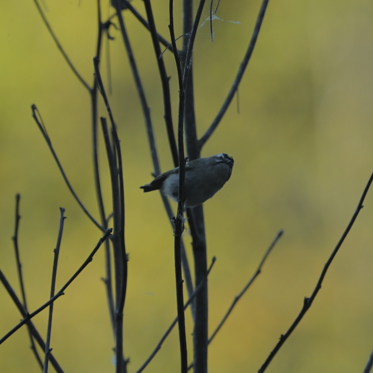 Golden-crowned Kinglet - ML625004567