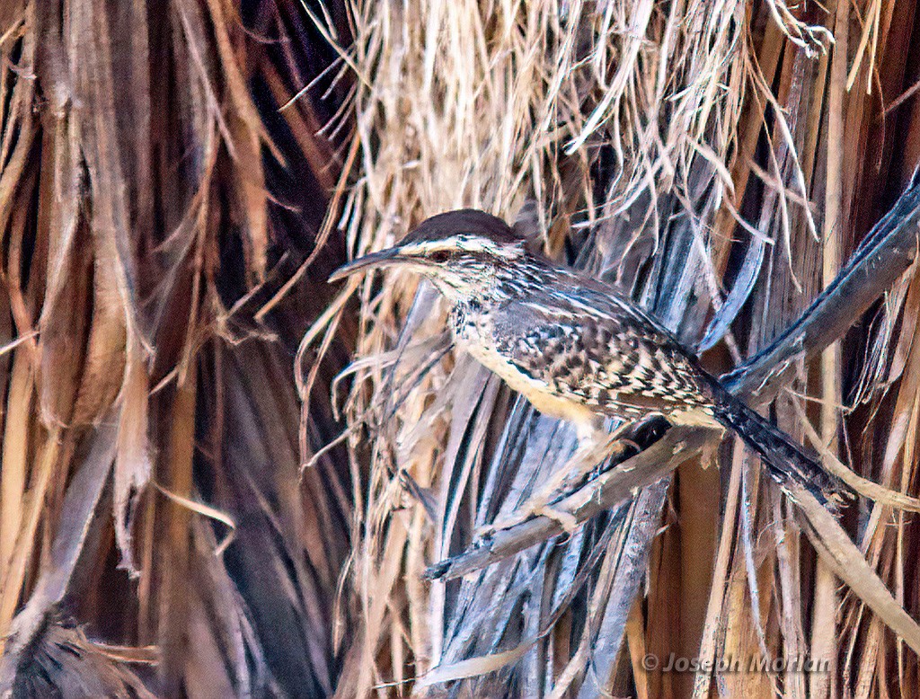 Cactus Wren - ML625004568