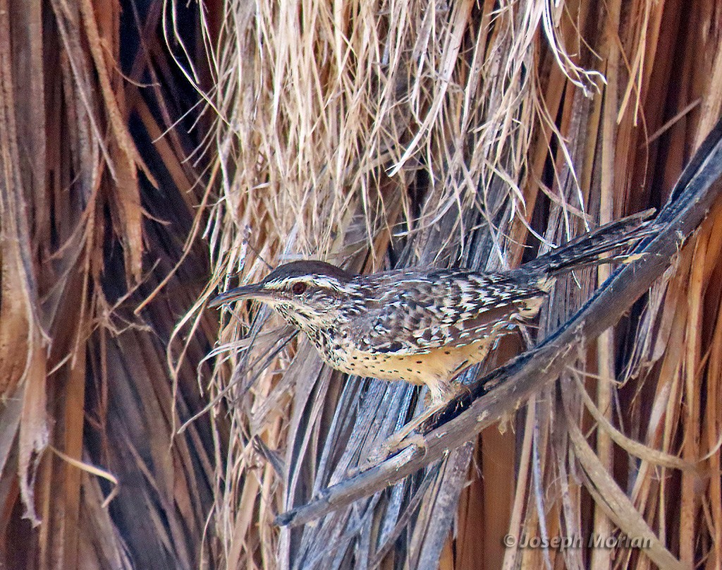 Cactus Wren - ML625004569