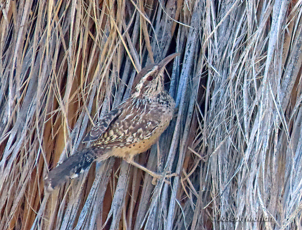 Cactus Wren - ML625004570