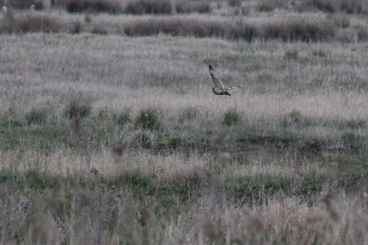 Hibou des marais (flammeus) - ML625004588