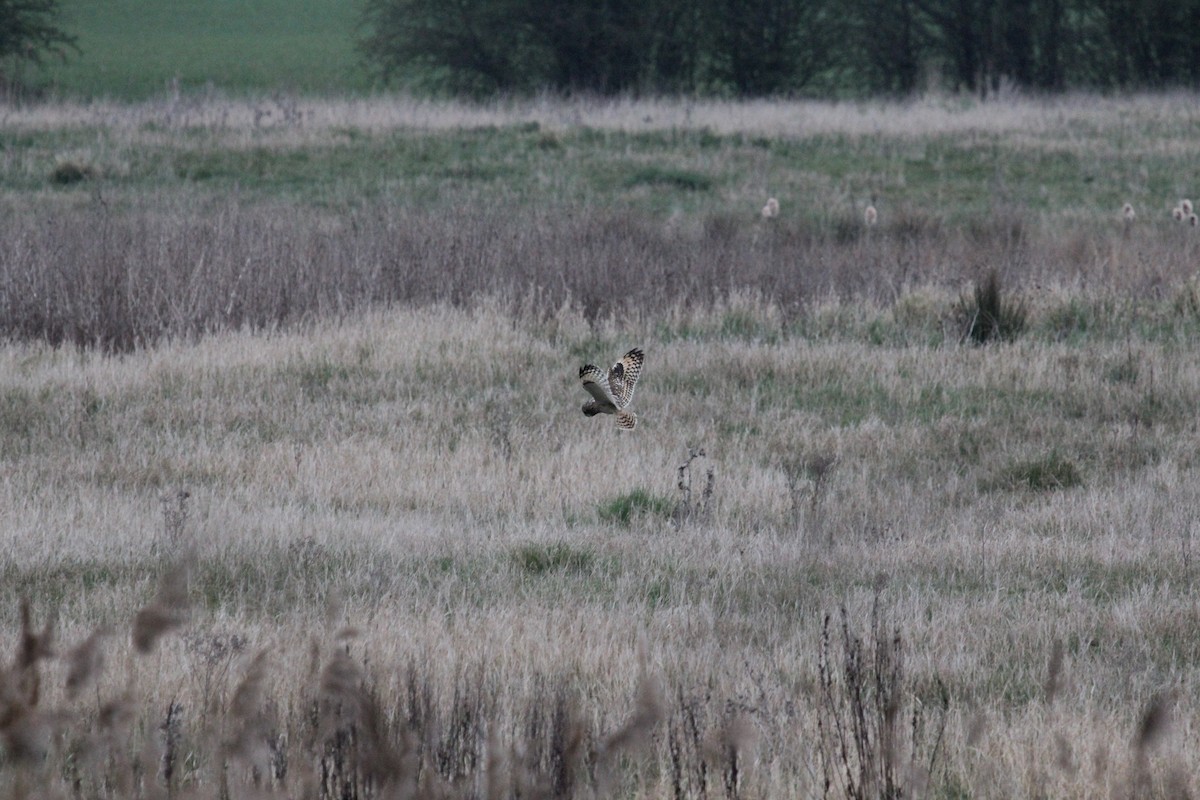 Short-eared Owl (Northern) - ML625004589