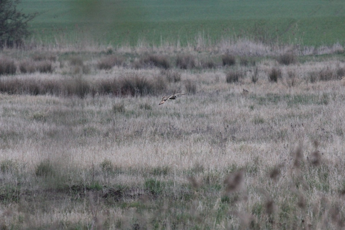 Short-eared Owl (Northern) - Tim Cowley