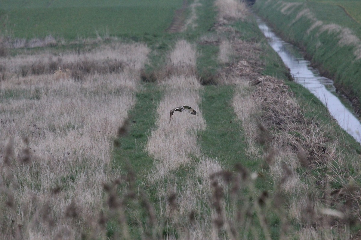 Short-eared Owl (Northern) - ML625004591