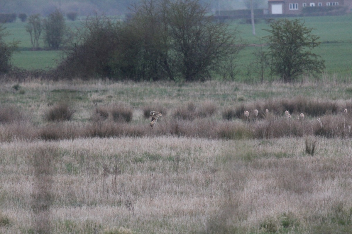 Hibou des marais (flammeus) - ML625004592