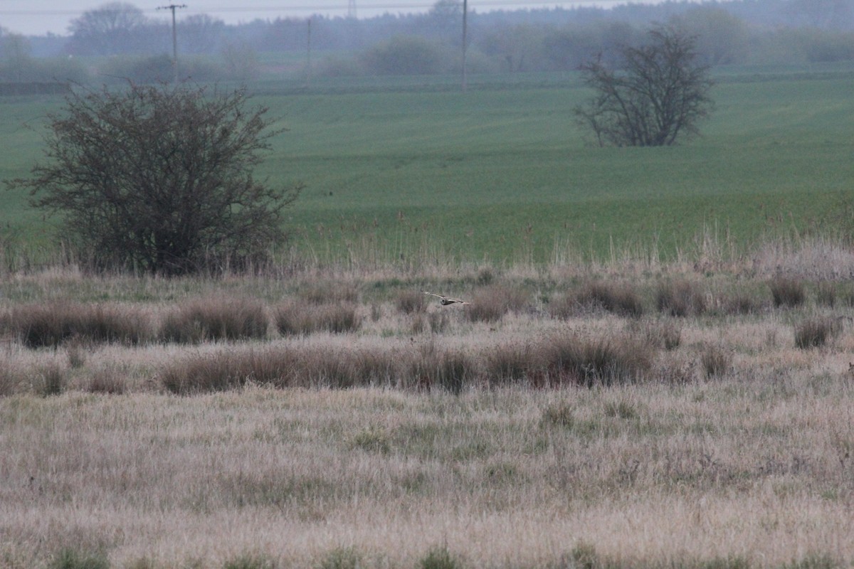 Short-eared Owl (Northern) - ML625004593