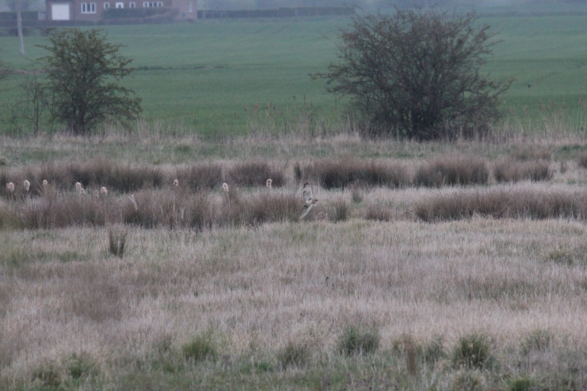 Short-eared Owl (Northern) - ML625004594