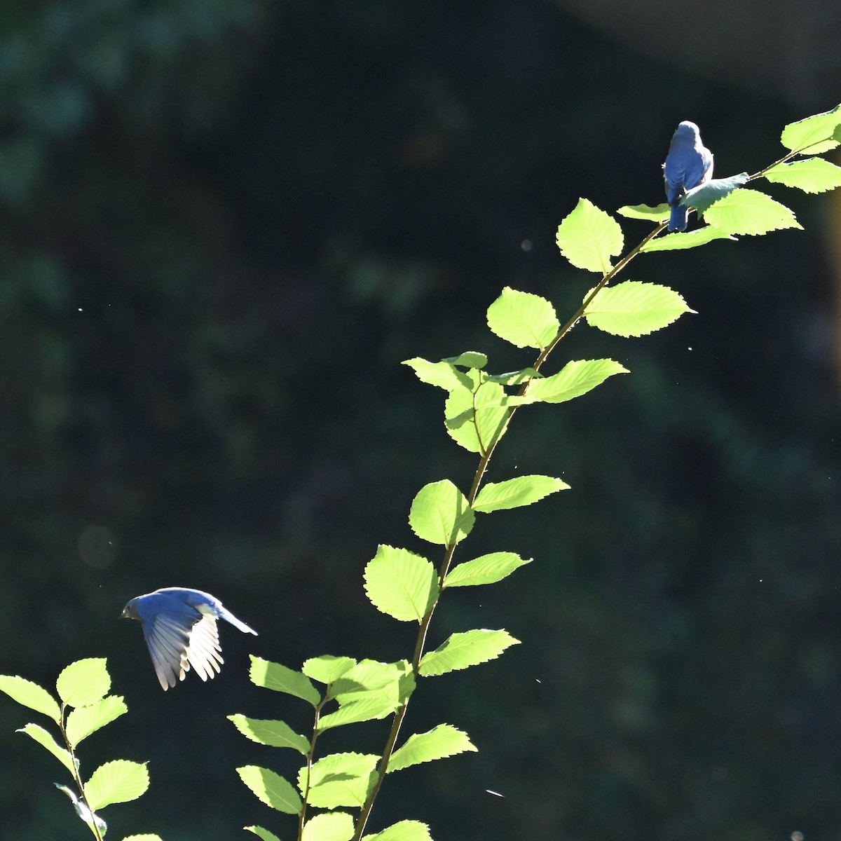 Eastern Bluebird - ML625004625