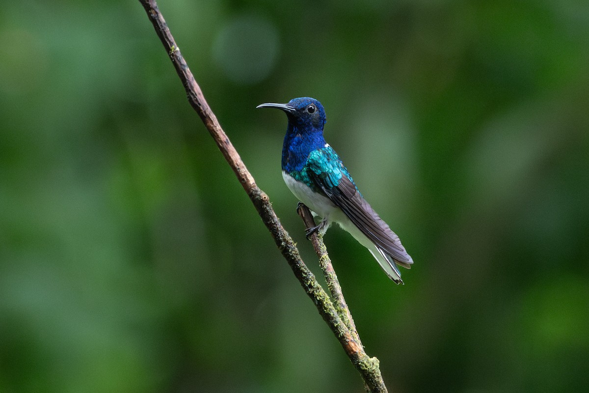 White-necked Jacobin - ML625004644