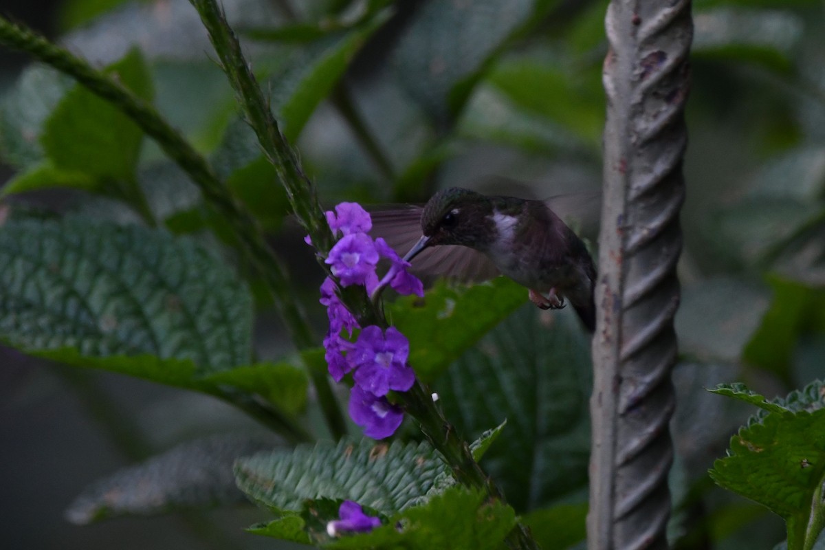 Ecuadorian Piedtail - ML625004673