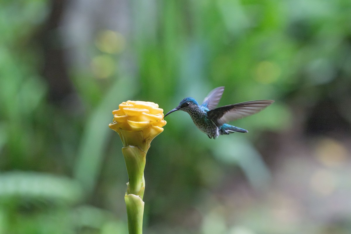 White-necked Jacobin - ML625004702