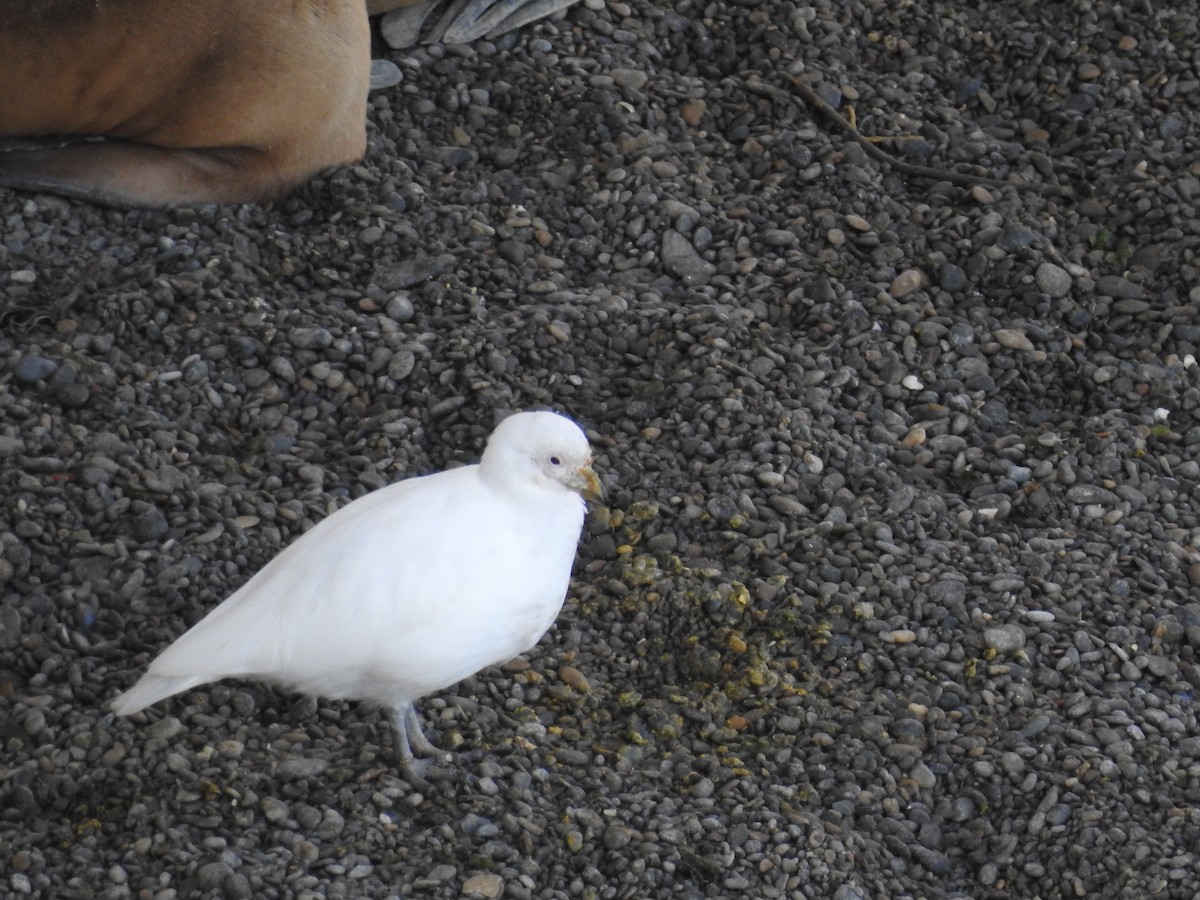 Snowy Sheathbill - ML625004718