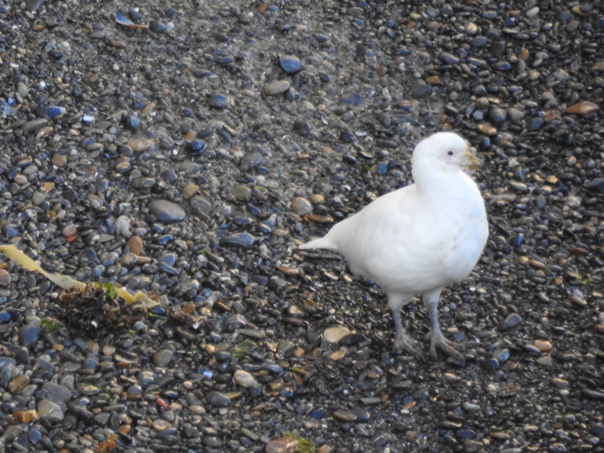 Snowy Sheathbill - ML625004719