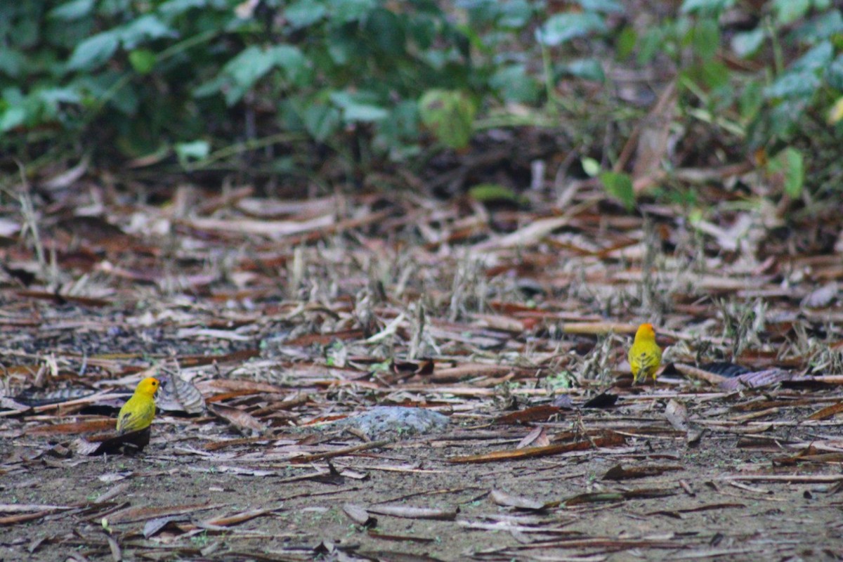 Saffron Finch - ML625004919