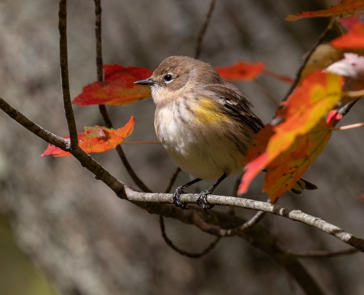 Yellow-rumped Warbler - ML625004942