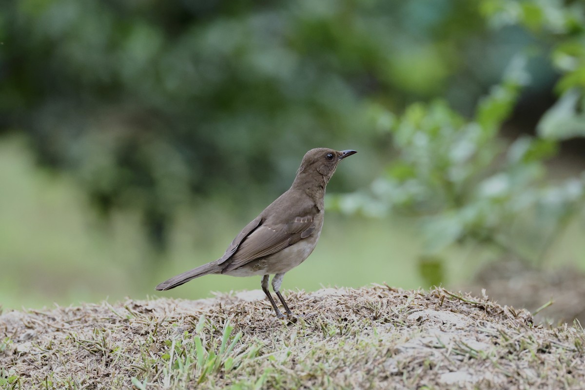 Black-billed Thrush - ML625004951