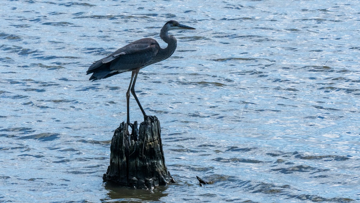 Great Blue Heron - ML625004964