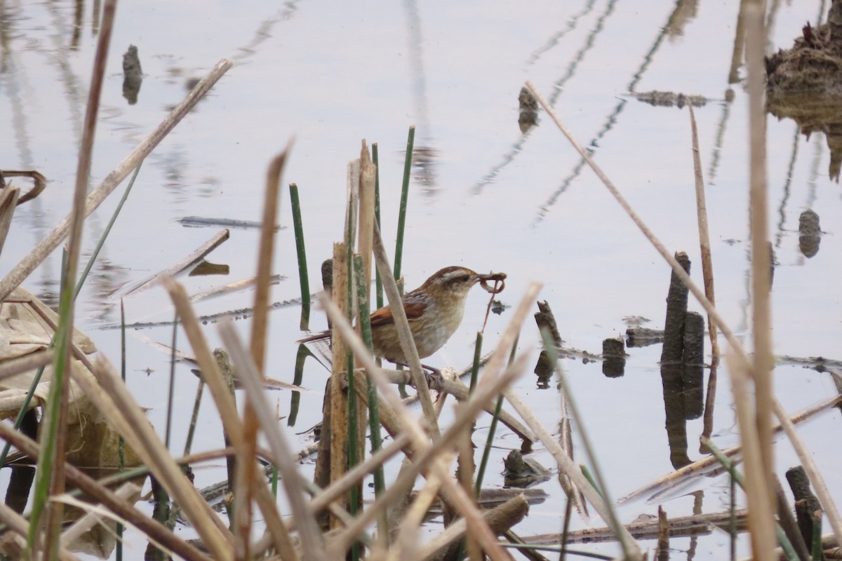 Wren-like Rushbird - ML625005116