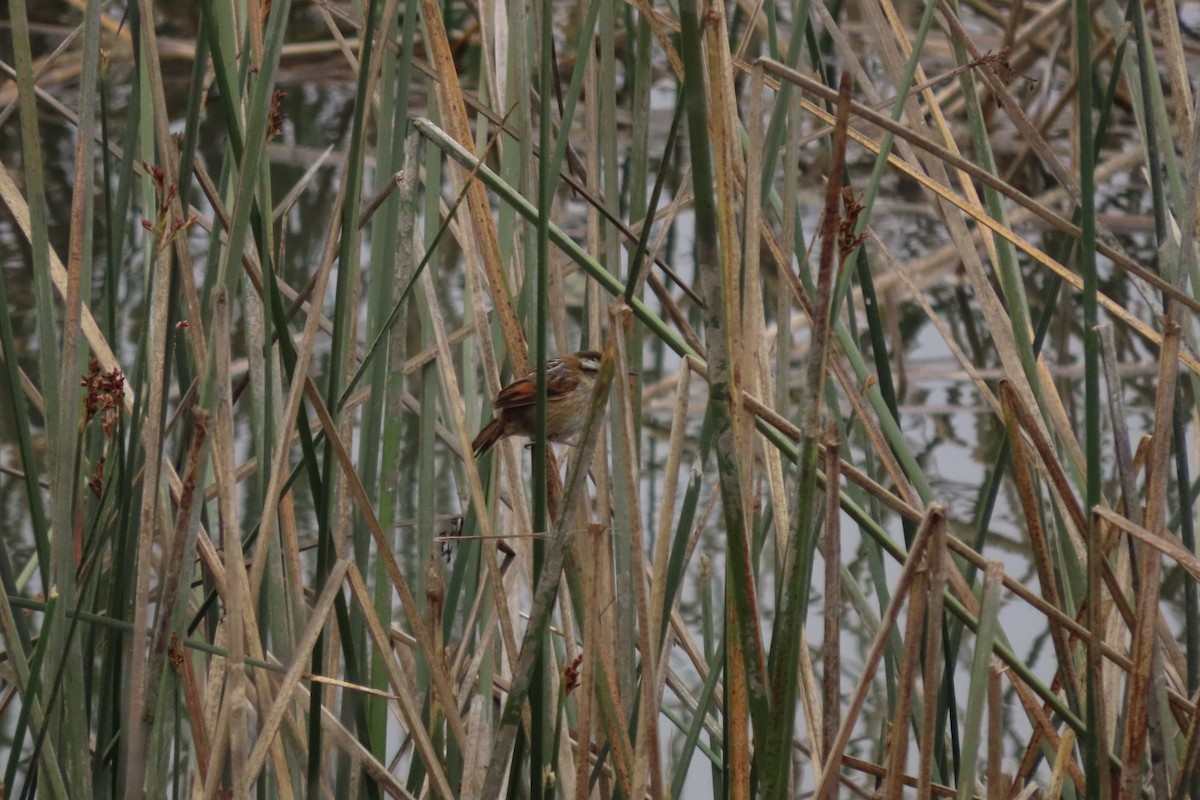 Wren-like Rushbird - ML625005118