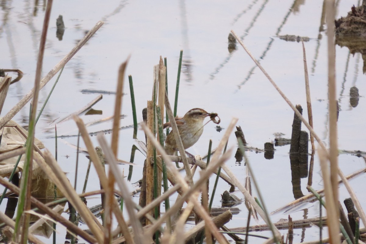 Wren-like Rushbird - ML625005119