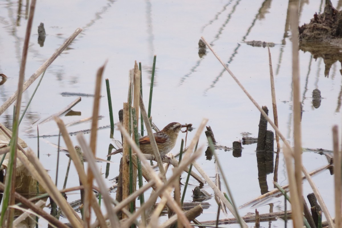 Wren-like Rushbird - ML625005120